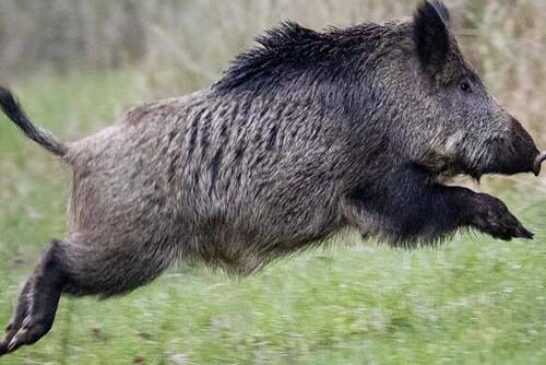 Battue administrative - Mercredi 8 Décembre 2021 à partir de 7h30