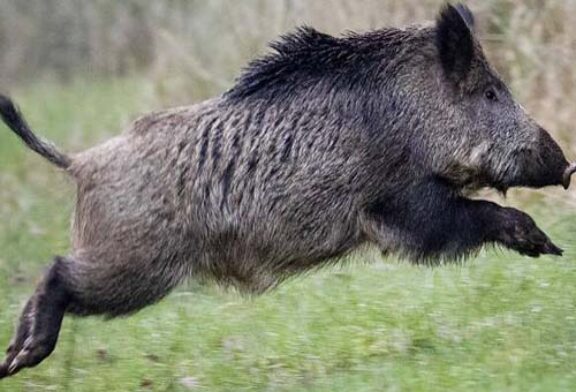 Battue administrative - Mercredi 8 Décembre 2021 à partir de 7h30