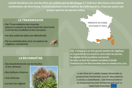 Des inspections prévues pour limiter l'impact de la bactérie Xylella fastidiosa.