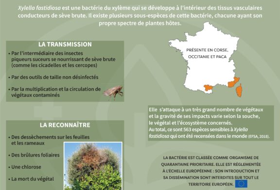 Des inspections prévues pour limiter l'impact de la bactérie Xylella fastidiosa.